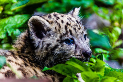 Snow leopard cub on field