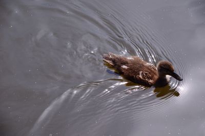 Two swimming in lake