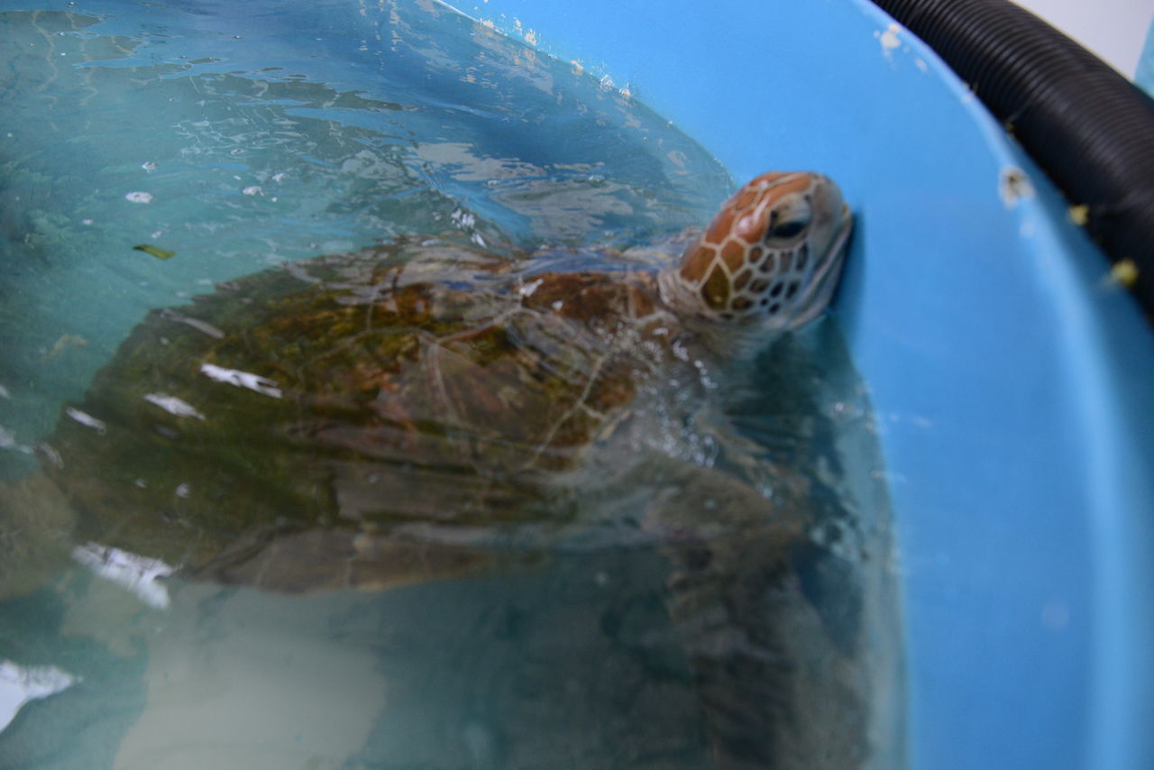 CLOSE-UP OF TURTLE SWIMMING