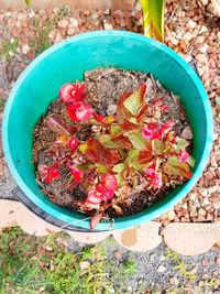 High angle view of potted plant