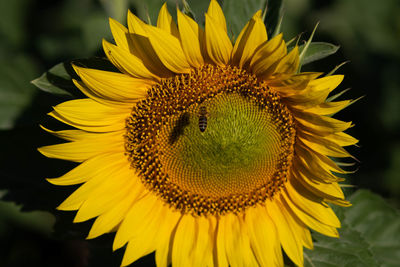 Close-up of sunflower