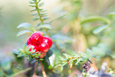 Close-up of red berries growing on plant