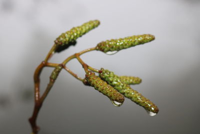 Close-up of wet plant against white background