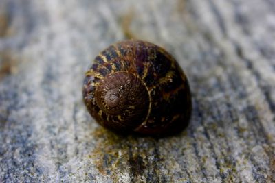 Detail shot of a snail