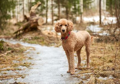 Portrait of standard poodle on footpath