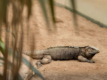 Lizard in a zoo