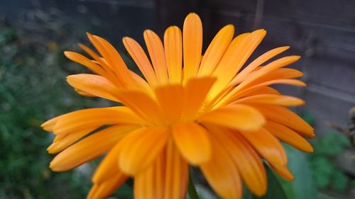 Close-up of yellow flower