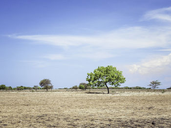 Trees on field against sky