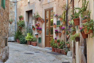 Potted plants on alley amidst buildings. old town of deiá, mallorca, spain.