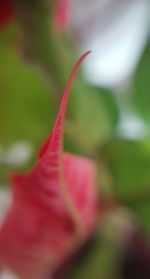 Close-up of red flower