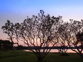 Silhouette trees on field against sky at sunset