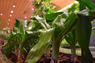 Close-up of fresh green plants