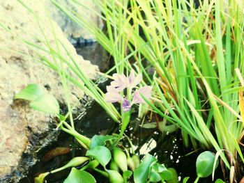 Close-up of plants