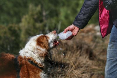 Close-up of hand holding dog