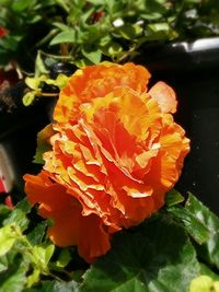 Close-up of orange flowers