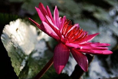 Close-up of pink flower blooming outdoors