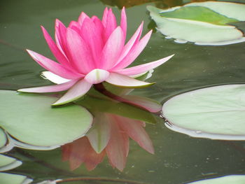 Close-up of lotus water lily in pond