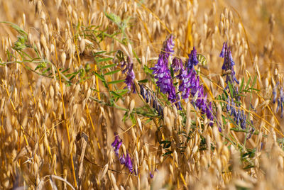 Close-up of wheat growing on field