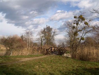 Trees on field against sky