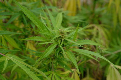 Close-up of fresh green plant