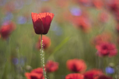 Close-up of red poppy blooming in field