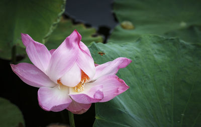 Close-up of pink water lily