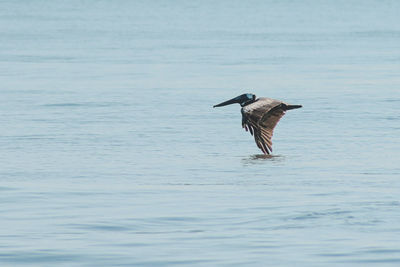 Bird flying over sea