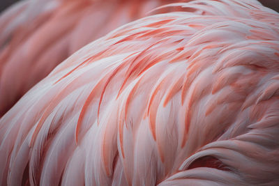 Flamingo feather pattern