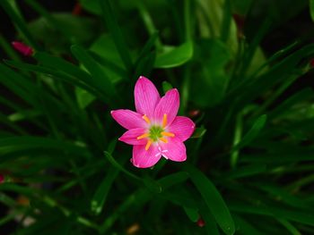 Close-up of pink flowering plant