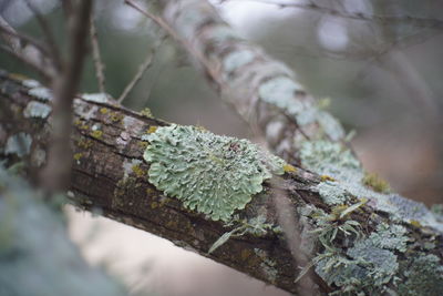 Close-up of lichen growing on tree