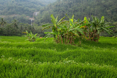 Scenic view of agricultural field