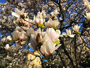 Low angle view of cherry blossoms in spring