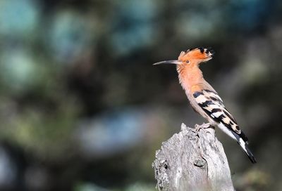 Close-up of bird perching on plant