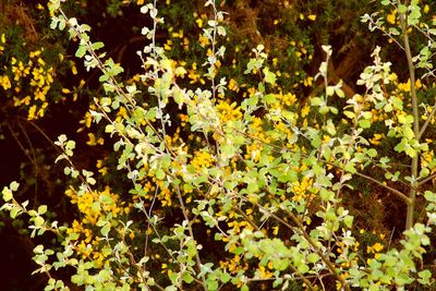 Full frame shot of yellow flowers