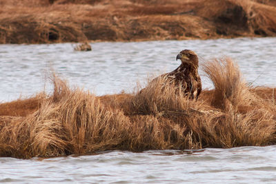 Duck in a lake