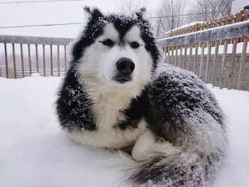 Close-up portrait of dog during winter