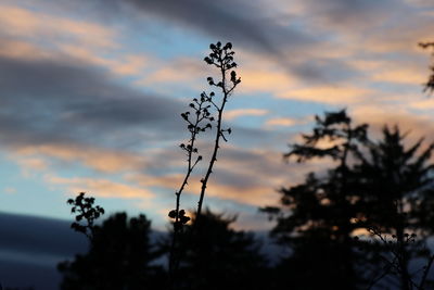 Low angle view of silhouette tree against sky at sunset