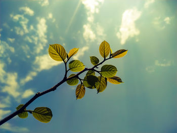 Low angle view of flowering plant against sky