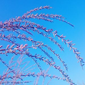 Low angle view of clear blue sky