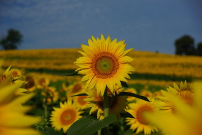 Close-up of sunflower blooming in field