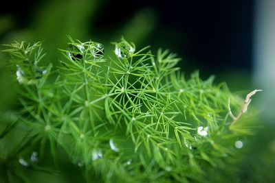 Close-up of insect on plant