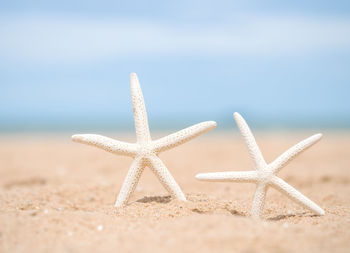Close-up of starfish on beach