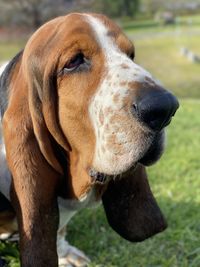 Close-up of dog