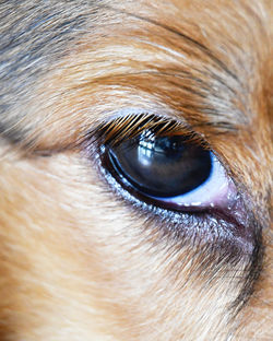 Close-up of dog eye