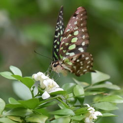 Close-up of butterfly pollinating on flower