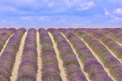 Panoramic view of lavender field against sky