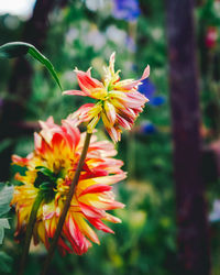 Close-up of red flowering plant