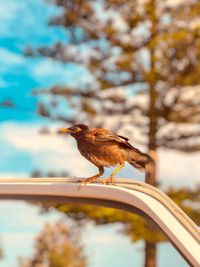 Close-up of bird perching