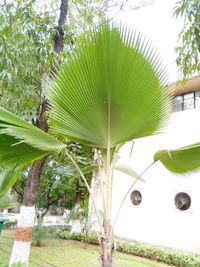 Low angle view of palm trees