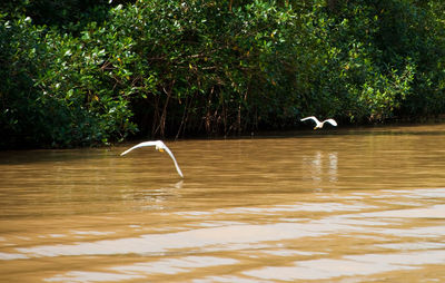 View of gray heron flying over water